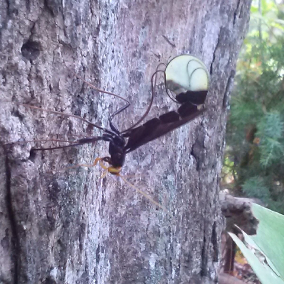 Giant Ichneumon Wasp