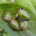 Stink bug nymphs
