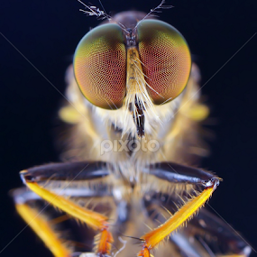narsis by Rhonny Dayusasono - Animals Insects & Spiders