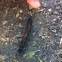 Mourning cloak Caterpillar