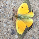 Orange Sulphur