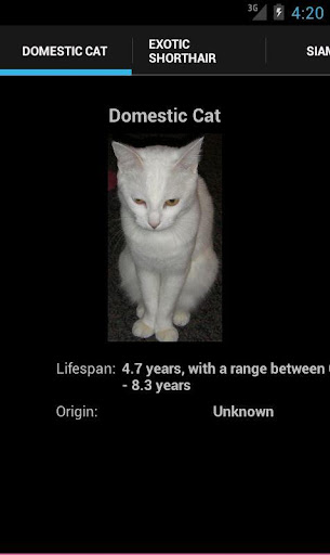 Cat Breeds 101