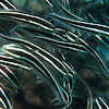 Stripped eel Catfish