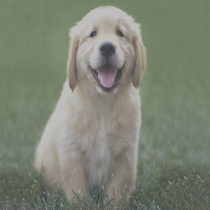 AllDogsPuzzle.apk 1.0