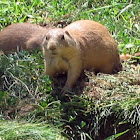 Black Tailed Prarie Dogs