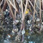 Mangrove Oyster