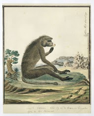 Papio ursinus (Chacma baboon)