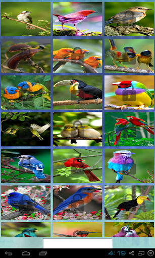 puzzle birds with nature
