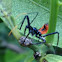 Wheel Bug Nymph