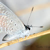 Ceraunus Blue (female)
