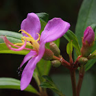 Senduduk / Singapore rhododendron