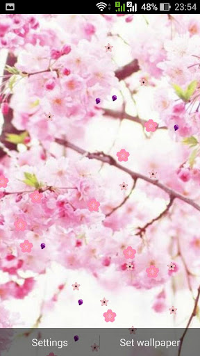 免費下載個人化APP|Sakura Pro Live Wallpaper app開箱文|APP開箱王