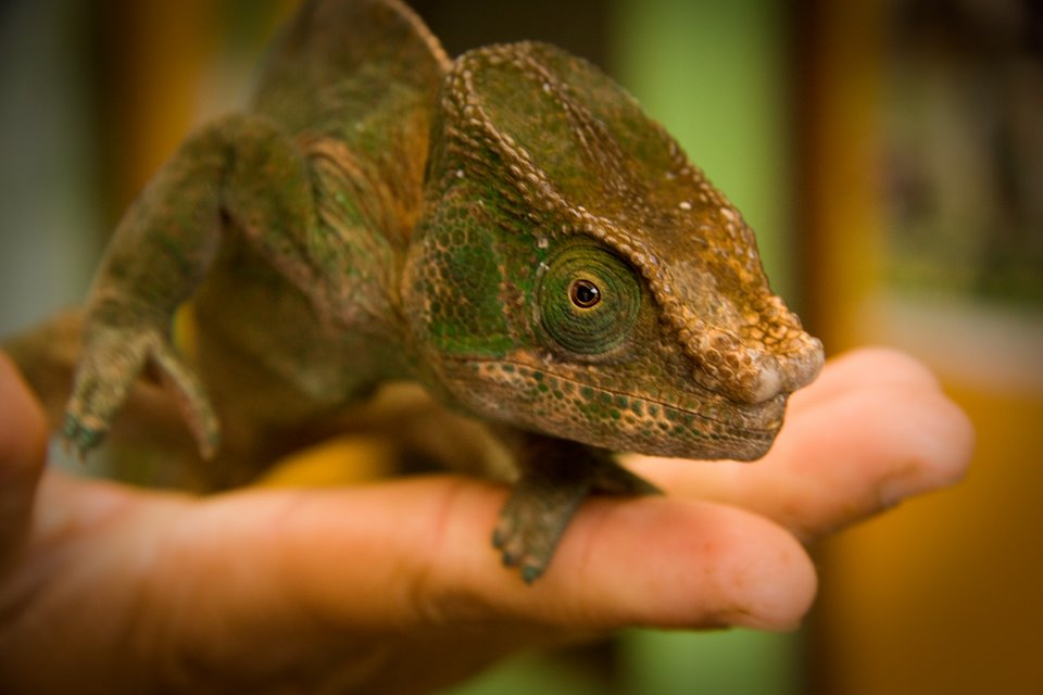 Panther Chameleon