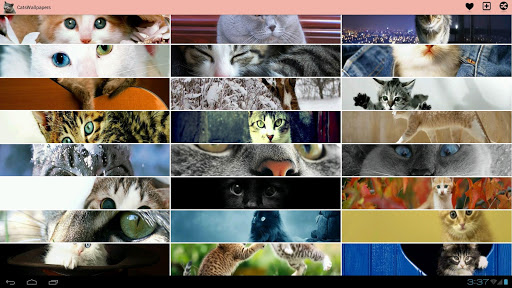 【免費娛樂App】猫壁纸!-APP點子