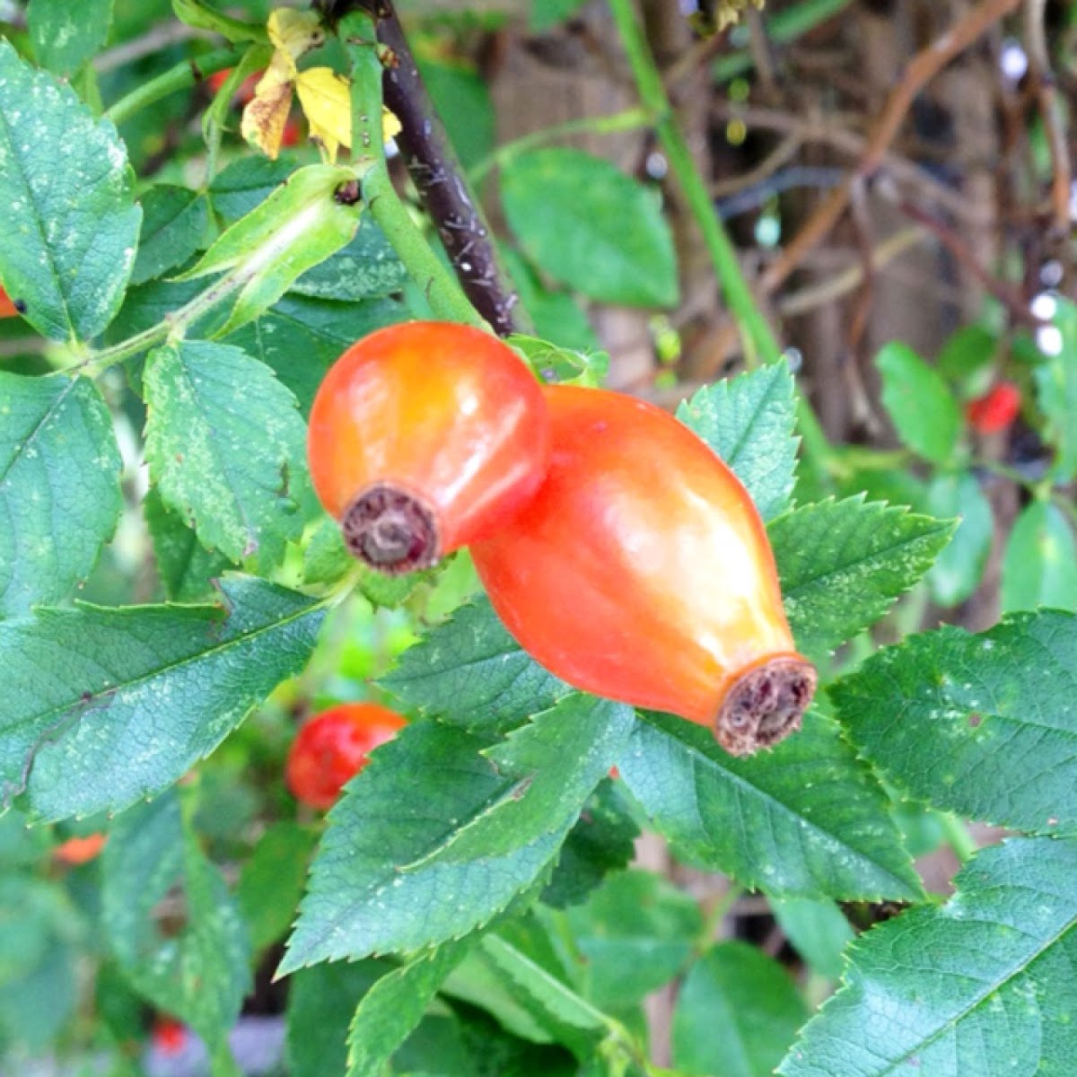 Rose Hips