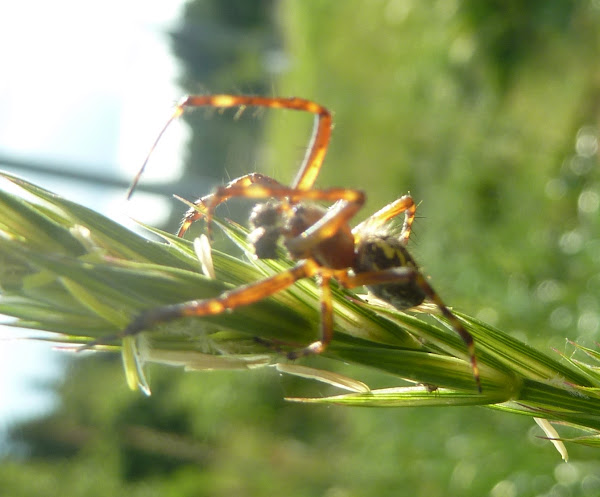 Oak Spider | Project Noah