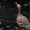 Australasian Grebe/Plumed Whistling-Duck