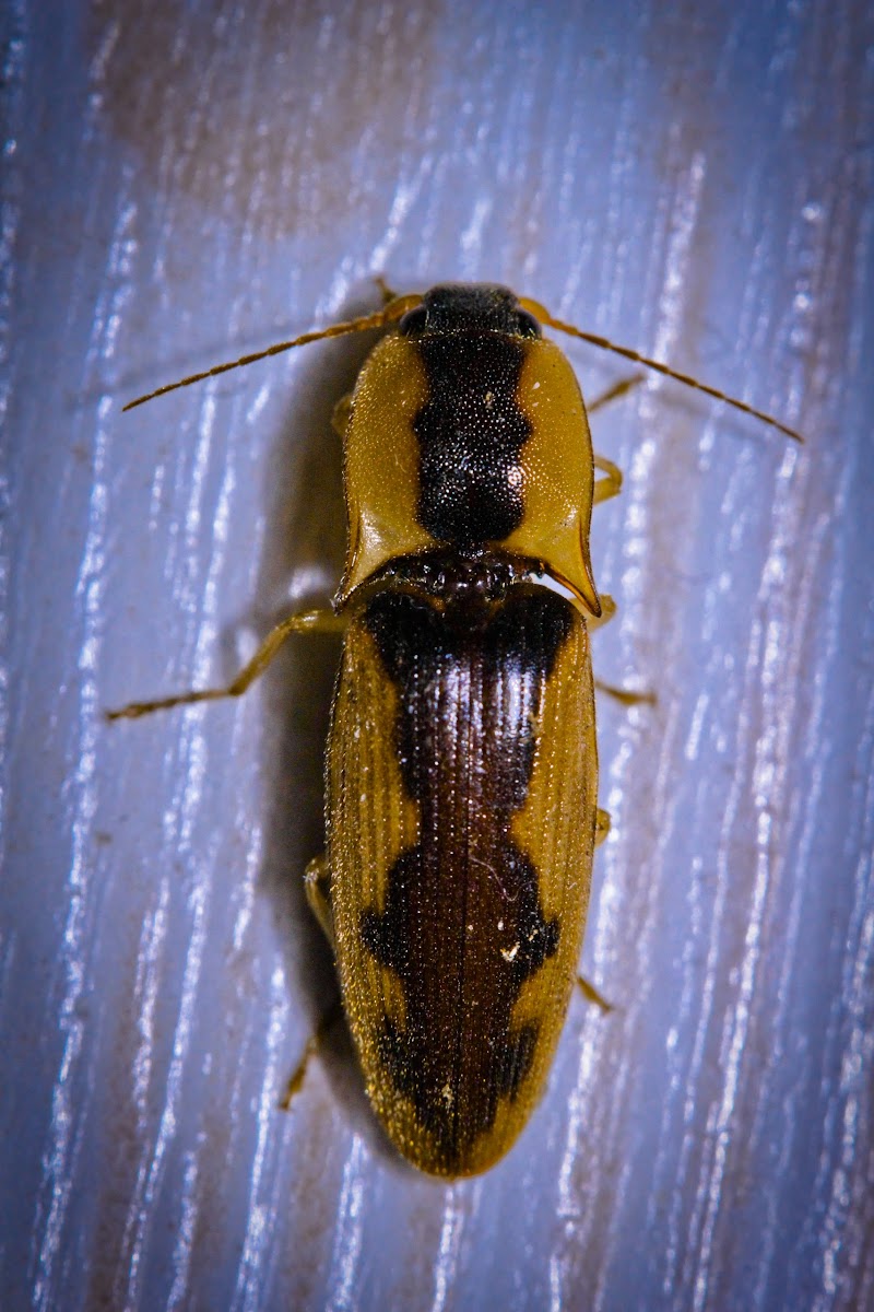 Click beetle (Tobacco Wireworm)