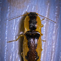 Click beetle (Tobacco Wireworm)