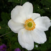 Japanese Anemone  