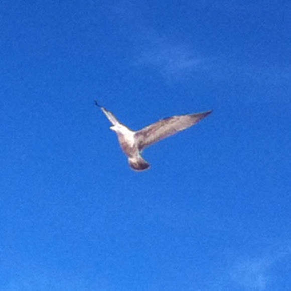 Herring Gull (2nd cycle) Project Noah