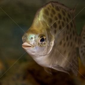 by Melissa Mooney - Animals Fish