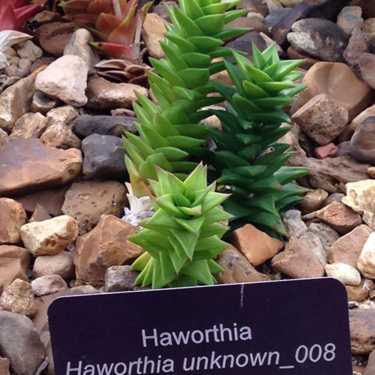 Hawthornia