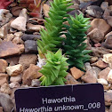 Hawthornia