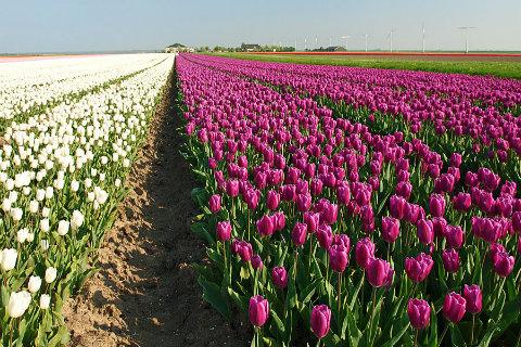 【免費生活App】Holland Tulips HD Wallpaper-APP點子