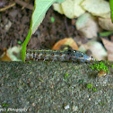 Tropical armyworm caterpillar