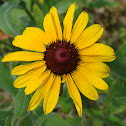 Blackeyed Susan