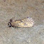 Acrolophus Moth