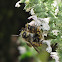 European Wool-carder Bee (pairs)