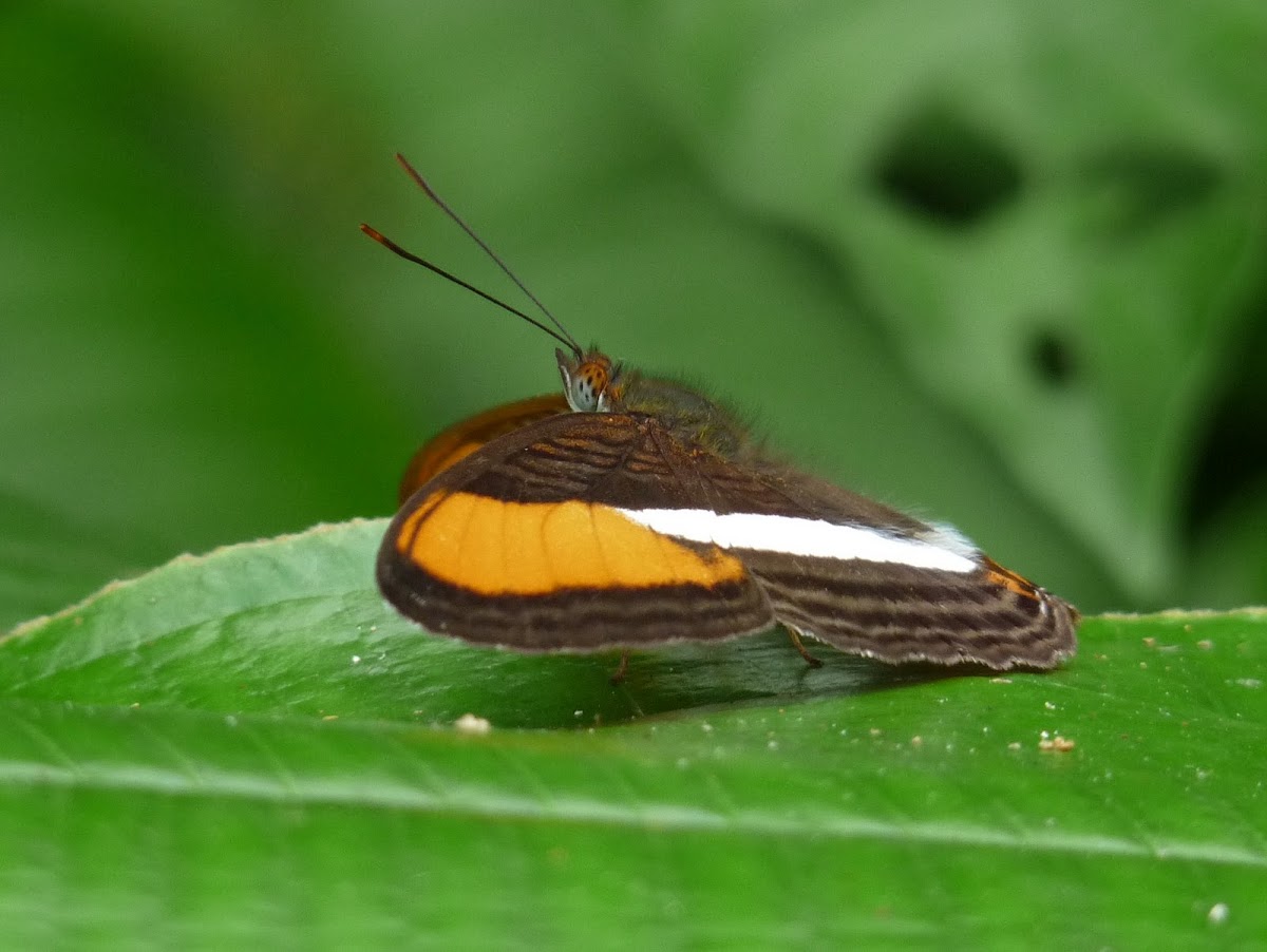 Adelpha Butterfly