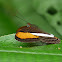 Adelpha Butterfly