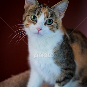 Star by Tonya Sheetz - Animals - Cats Portraits