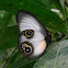 silky owl butterfly