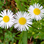 Eastern Daisy Fleabane