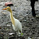 Cattle egret