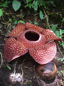 Rafflesia arnoldii (Indonesian: padma raksasa)