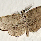 Porcelain Gray moth