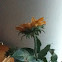 Sun flower  House plant