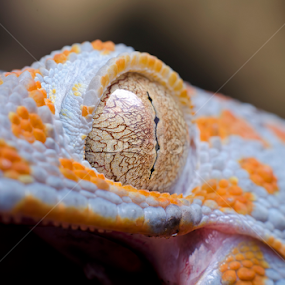 Gecko's Eye by Percy Photography - Novices Only Macro
