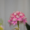 Orquídea hibrida