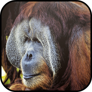 Visit Sabah.apk 1.0