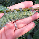 Atlas Moth (Larva)