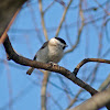 Marsh Tit