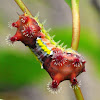 Mottled Cup Moth Larvae