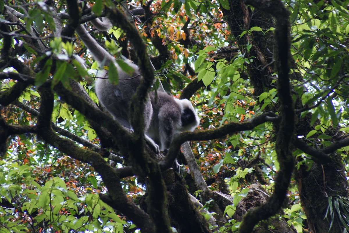 Nepal Gray Langur