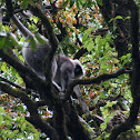 Nepal Gray Langur